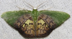 Tachychlora flavidisca