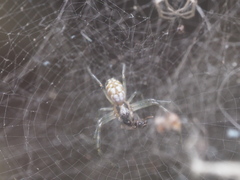 Nephilengys malabarensis