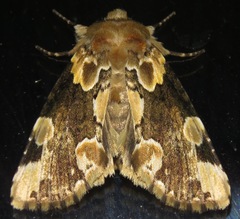 Thyatira mexicana