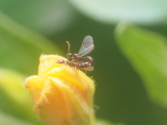 Gauromyrmex
