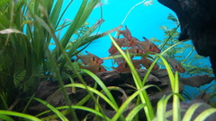 Hyphessobrycon eques