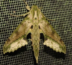 Xylophanes undata
