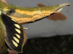 Xylophanes crotonis