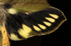 Xylophanes crotonis
