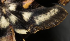 Xylophanes ceratomioides