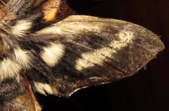 Xylophanes ceratomioides