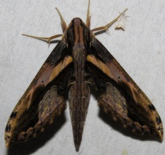 Xylophanes ceratomioides