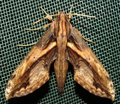 Xylophanes ceratomioides