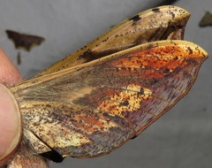 Xylophanes ceratomioides