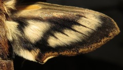 Xylophanes ceratomioides