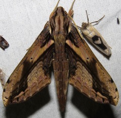 Xylophanes ceratomioides