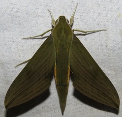 Xylophanes crotonis