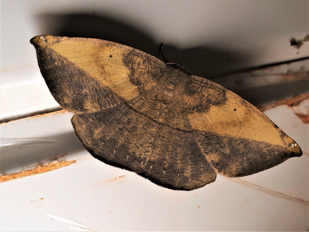 Oxydia apidania