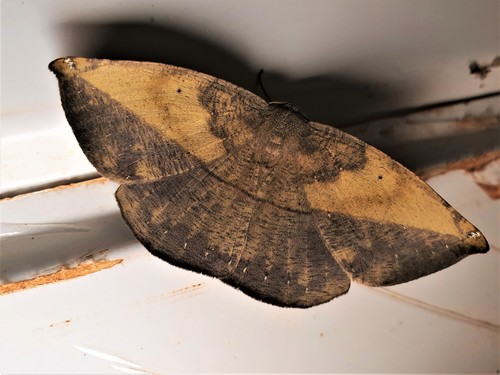 Oxydia apidania