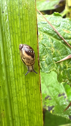 Succinea putris