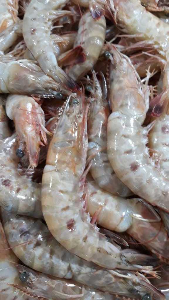 pinkspotted shrimp