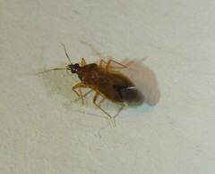 Amphiareus obscuriceps
