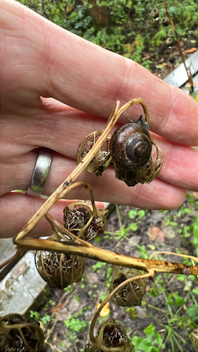 Arianta arbustorum arbustorum