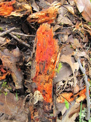 Phanerochaete sanguinea