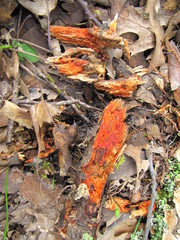 Phanerochaete sanguinea
