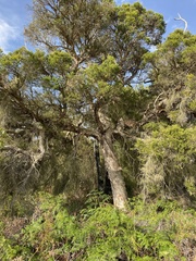 Melaleuca preissiana
