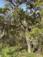 Melaleuca preissiana