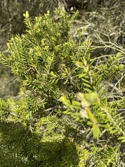 Melaleuca preissiana