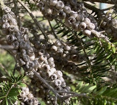 Melaleuca preissiana