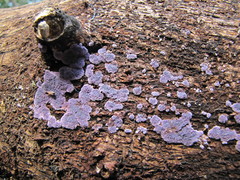 Hypochnella violacea