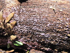 Hypochnella violacea