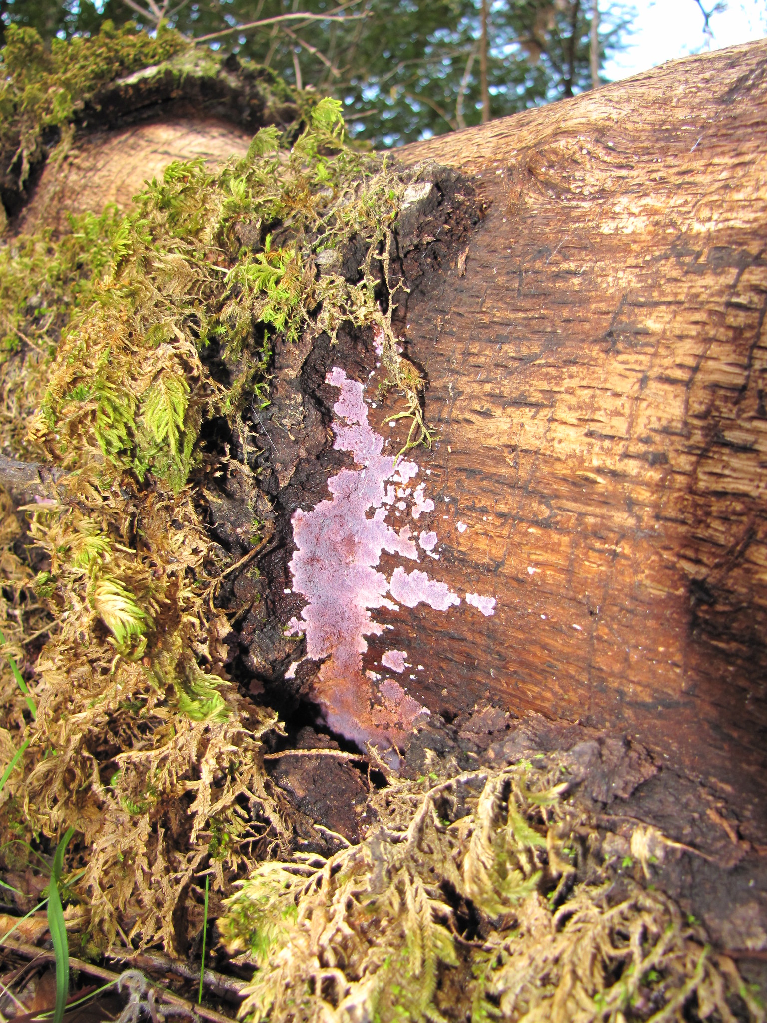 Atheliaceae image