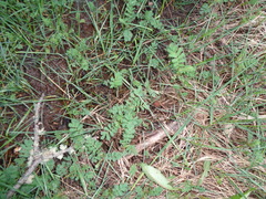 Acaena ovalifolia