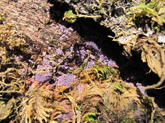 Hypochnella violacea