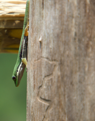 Phelsuma lineata elanthana