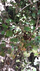 Coprosma spathulata