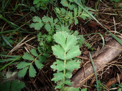 Acaena ovalifolia