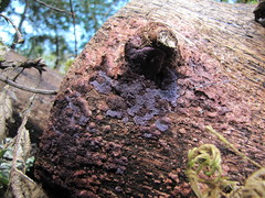 Hypochnella violacea