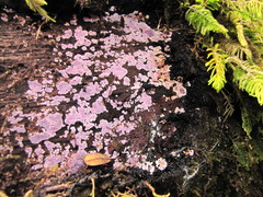 Hypochnella violacea