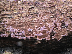 Hypochnella violacea
