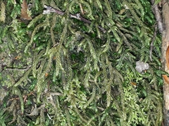 Echinodiopsis hispida