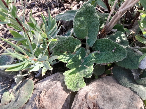 Phlomis bovei, photograph 1