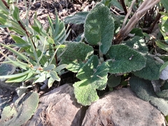 Phlomis bovei, photograph (c) Anis Dris, some rights reserved (CC BY)