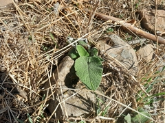 Phlomis bovei