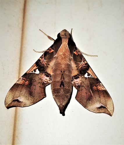 Parce Sphinx
