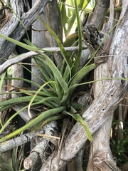 Tillandsia utriculata