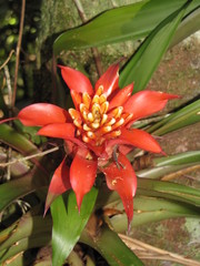 Guzmania lingulata