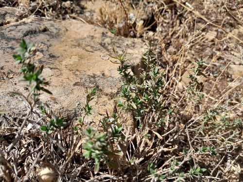 Numidian thyme (Thymus numidicus)