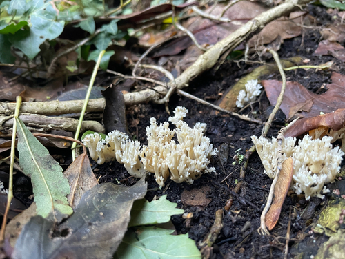 wrinkled club fungus