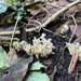 wrinkled club fungus