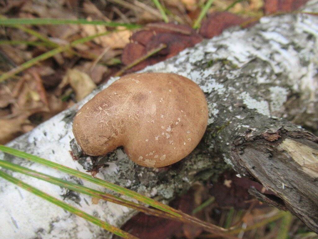 Fomitopsis betulina · September 2025 · photo: © smsergey (iNaturalist, cc-by-nc)